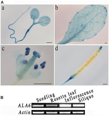 ALA6, a P4-type ATPase, Is Involved in Heat Stress Responses in Arabidopsis thaliana